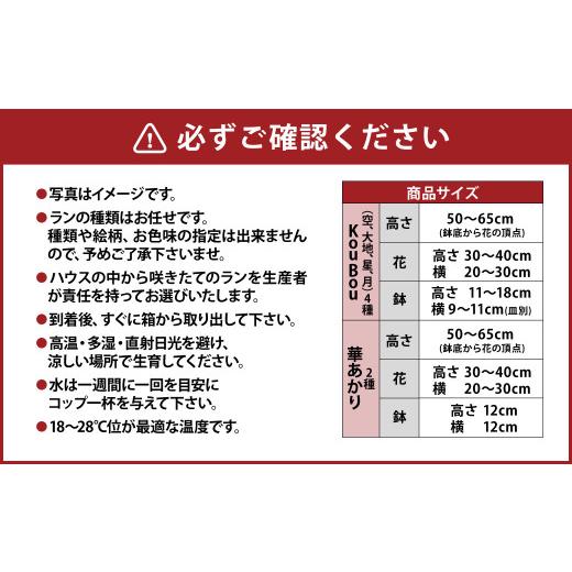 ふるさと納税 雑貨・日用品 花 熊本県 -  年6回定期便 ミディ胡蝶蘭 KouBou 4種 ミディ胡蝶蘭 華あかり 2種 2本立ち 花 お花 植物 蘭 洋蘭 ラン インテリア ア…の画像