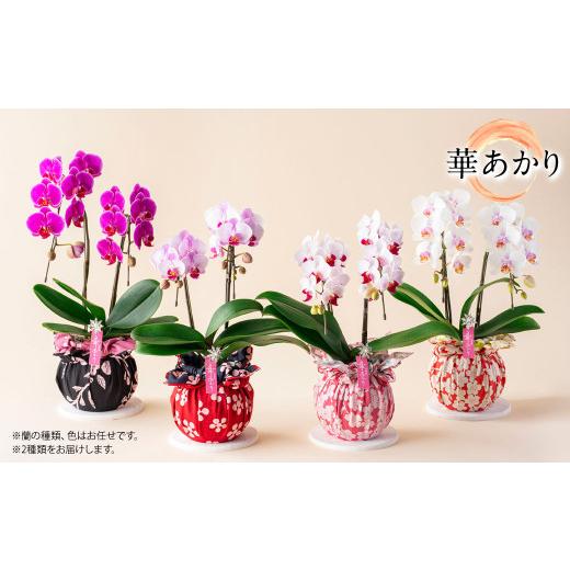ふるさと納税 雑貨・日用品 花 熊本県 -  年6回定期便 ミディ胡蝶蘭 KouBou 4種 ミディ胡蝶蘭 華あかり 2種 2本立ち 花 お花 植物 蘭 洋蘭 ラン インテリア ア…の画像