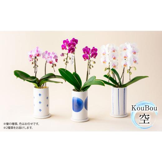 ふるさと納税 雑貨・日用品 花 熊本県 -  年6回定期便 ミディ胡蝶蘭 KouBou 4種 ミディ胡蝶蘭 華あかり 2種 2本立ち 花 お花 植物 蘭 洋蘭 ラン インテリア ア…の画像