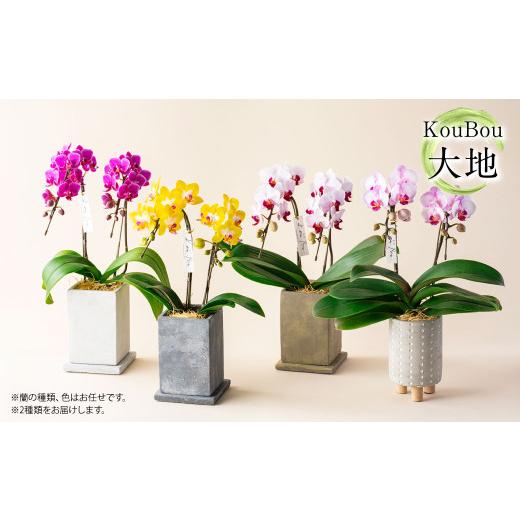 ふるさと納税 雑貨・日用品 花 熊本県 -  年6回定期便 ミディ胡蝶蘭 KouBou 4種 ミディ胡蝶蘭 華あかり 2種 2本立ち 花 お花 植物 蘭 洋蘭 ラン インテリア ア…の画像