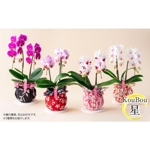 ふるさと納税 雑貨・日用品 花 熊本県 -  年6回定期便 ミディ胡蝶蘭 KouBou 4種 ミディ胡蝶蘭 華あかり 2種 2本立ち 花 お花 植物 蘭 洋蘭 ラン インテリア ア…の画像