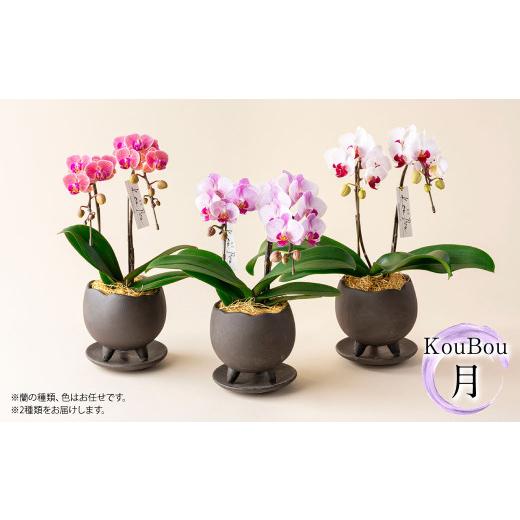 ふるさと納税 雑貨・日用品 花 熊本県 -  年6回定期便 ミディ胡蝶蘭 KouBou 4種 ミディ胡蝶蘭 華あかり 2種 2本立ち 花 お花 植物 蘭 洋蘭 ラン インテリア ア…の画像