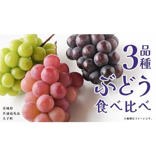 ふるさと納税 ぶどう 茨城県 牛久市 ぶどう 3品種 食べ比べ 2026年8月上旬発送開始 (茨城県共通返礼品:大子町) ブドウ 葡萄 シャインマスカット 巨峰 ピオー…