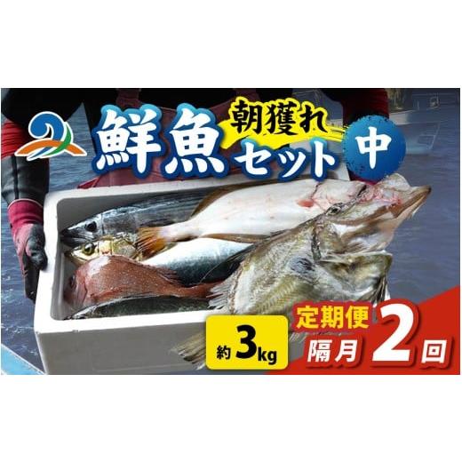 ふるさと納税 魚貝類 福井県 南越前町 定期便 隔月2回 朝獲り 漁師厳選 鮮魚セット (中) 4種類以上 約3kg 魚 詰め合わせ 鮮魚ボックス 直送 鮮魚 新鮮 煮物…