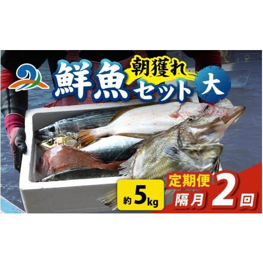 ふるさと納税 魚貝類 福井県 南越前町 定期便 隔月2回 朝獲り 漁師厳選 鮮魚セット (大) 5種類以上 約5kg 魚 詰め合わせ 鮮魚ボックス 頒布会 直送 鮮魚 新…