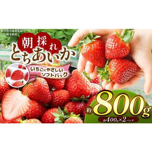 ふるさと納税 いちご 栃木県 那珂川町 先行予約 栃木県共通返礼品 朝採れいちご とちあいか 約400g×2P いちごに優しいソフトパックでお届け | いちご とちあ…