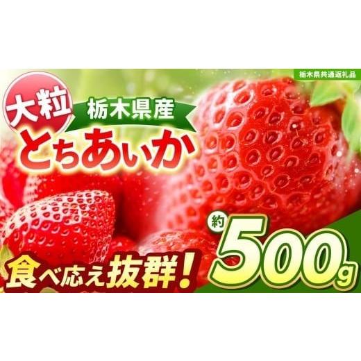 ふるさと納税 果物類 栃木県 矢板市 先行予約 大粒とちあいか 約500g 栃木県共通返礼品 | いちご とちあいか 大粒 新鮮 甘い 数量 限定 美味しい 果物 共通返…
