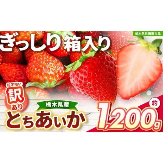 ふるさと納税 果物類 栃木県 矢板市 先行予約 鮮度抜群とちあいか 約1200g 栃木県共通返礼品 | いちご とちあいか 大粒 新鮮 甘い 数量 限定 美味しい スイー…