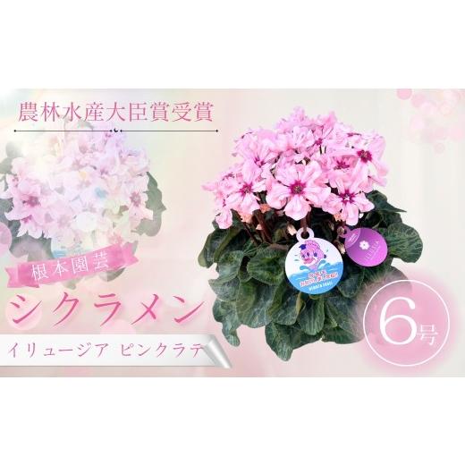 ふるさと納税 雑貨・日用品 花 福島県 南相馬市 2026年 先行予約 シクラメン イリュージア ピンクラテ 6号鉢 | 花 お花 ガーデンシクラメン ピンク 6号 花ギ…_1