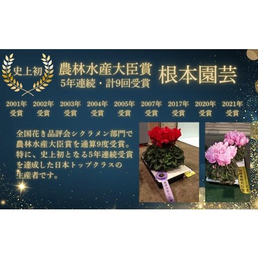 ふるさと納税 雑貨・日用品 花 福島県 南相馬市 2026年 先行予約 シクラメン イリュージア ピンクラテ 6号鉢 | 花 お花 ガーデンシクラメン ピンク 6号 花ギ…_2