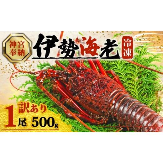 ふるさと納税 エビ 伊勢エビ 三重県 志摩市 年内配送・ダンボール入 訳あり 伊勢海老 約500g × 1尾 冷凍 数量限定 期間限定 伊勢海老 伊勢エビ 伊勢 海老 エ…