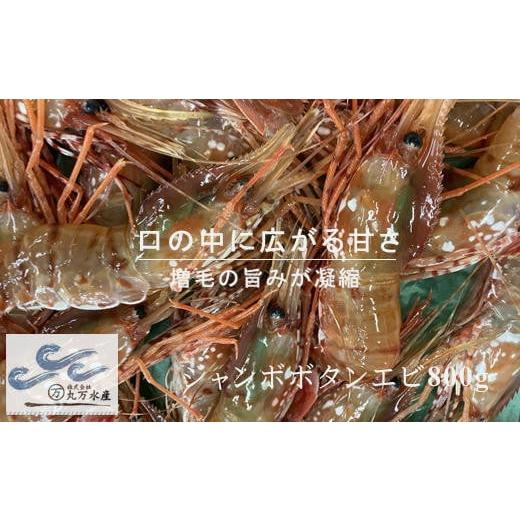 ふるさと納税 エビ ぼたんエビ 北海道 増毛町 7-040-012 北海道産 冷凍ジャンボボタンエビ800g(12尾〜16尾)