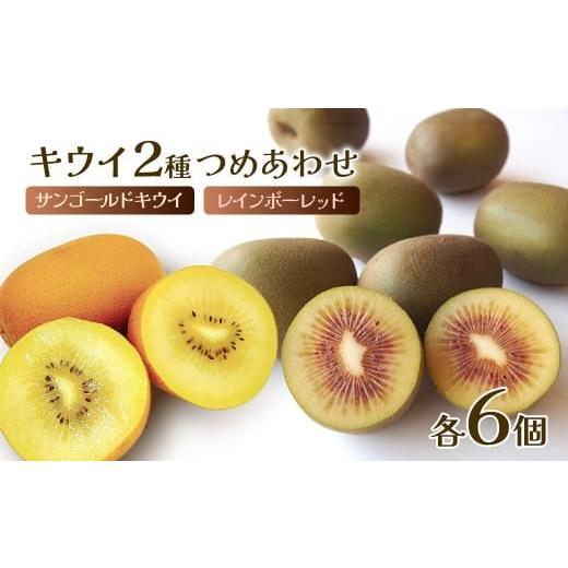 ふるさと納税 果物類 愛媛県 西条市 キウイ 愛媛県西条市産 2種詰め合わせ レインボーレッド&サンゴールドキウイ 各6個セット 先行予約・ 12月発送 | キウイ…