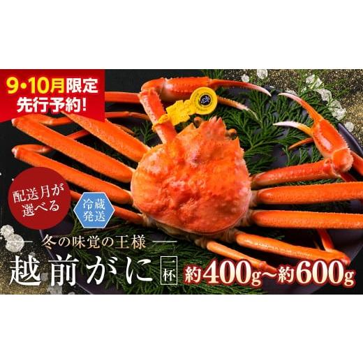 ふるさと納税 カニ ずわいガニ 福井県 越前市 2026年1月発送・月指定可 越前がに(オス)「ずわいがに」(400g〜600g) 1杯 越前がに(オス)「ずわいがに」…