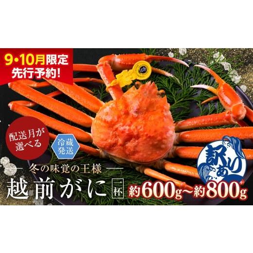 ふるさと納税 カニ ずわいガニ 福井県 越前市 2025年2月発送・月指定可 先行予約 9月10月限定 越前がに(オス)「ずわいがに」中サイズ(600g-800g) 訳あり …