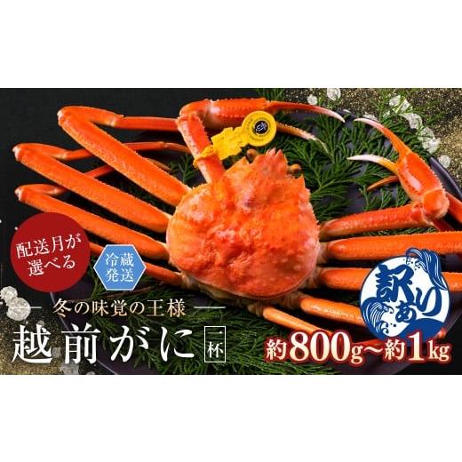 ふるさと納税 カニ ずわいガニ 福井県 越前市 2026年2月発送・月指定可 越前がに(オス)「ずわいがに」大サイズ(800g-1kg) 訳あり 1杯 月指定可 越前がに…