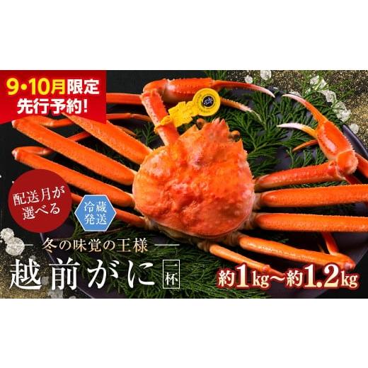 ふるさと納税 カニ ずわいガニ 福井県 越前市 2026年2月発送・指定日着可 先行予約 9月10月限定 越前がに(オス)「ずわいがに」特大サイズ(1.0-1.2kg) 1杯…