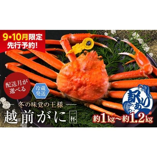 ふるさと納税 カニ ずわいガニ 福井県 越前市 2026年2月発送・月指定可 先行予約 9月10月限定 越前がに(オス)「ずわいがに」特大(1.0-1.2kg) 訳あり 1杯 …