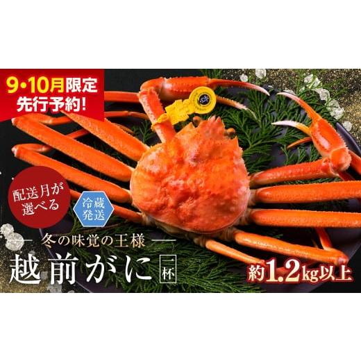 ふるさと納税 カニ ずわいガニ 福井県 越前市 2026年2月発送・指定日着可 先行予約 9月10月限定 越前がに(オス)「ずわいがに」特特大サイズ(1.2kg以上) 1…
