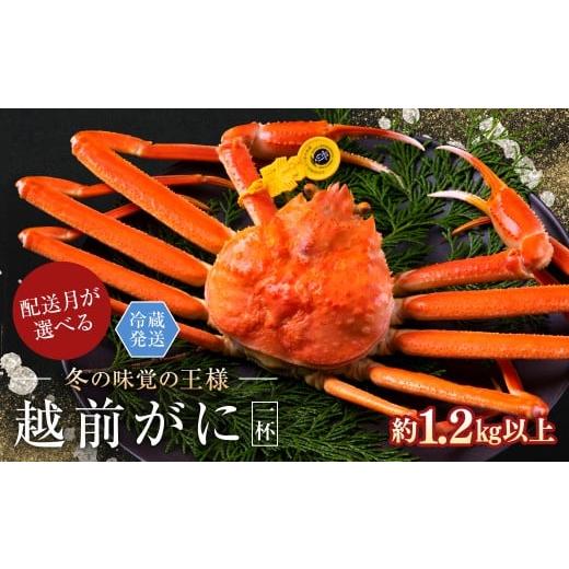 ふるさと納税 カニ ずわいガニ 福井県 越前市 2026年3月発送・指定日着可 越前がに(オス)「ずわいがに」特特大サイズ(1.2kg以上) 1杯 越前がに(オス)「…