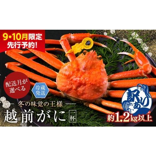 ふるさと納税 カニ ずわいガニ 福井県 越前市 2026年2月発送・月指定可 先行予約 9月10月限定 越前がに(オス)「ずわいがに」特特大サイズ(1.2kg以上) 訳…