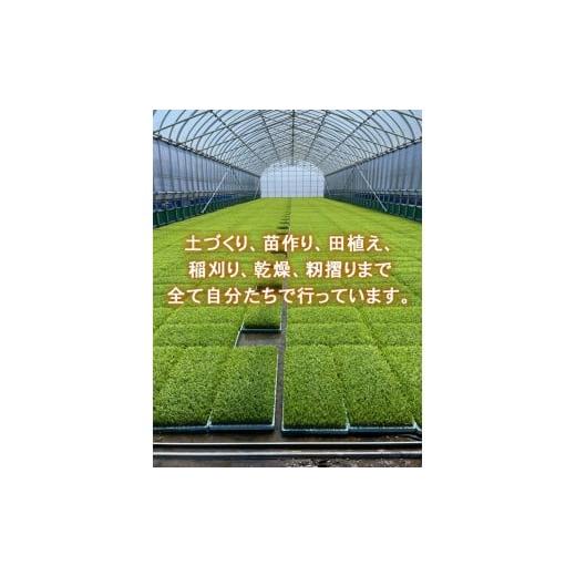 ふるさと納税 米 コシヒカリ 富山県 射水市  射水市 ライスファーマー山上 農家直送 射水の美味しいお米 R7年産コシヒカリ30kg 玄米 ｜米 こめ コメ こしひか…の画像