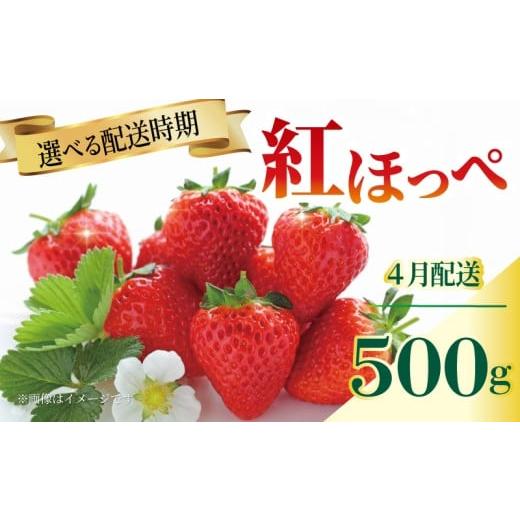 ふるさと納税 いちご 香川県 丸亀市 いちご 紅ほっぺ 苺 約500g 果物 フルーツ くだもの イチゴ ジューシー 果汁 果実 ケーキ ジュース ゼリー アイス ジャム …
