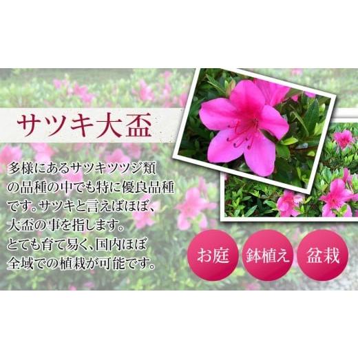 ふるさと納税 花・苗木 盆栽 三重県 鈴鹿市 特産品の サツキツツジ大盃 4本セット_2
