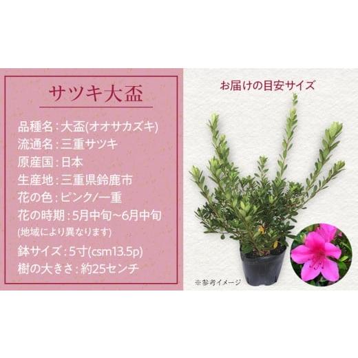ふるさと納税 花・苗木 盆栽 三重県 鈴鹿市 特産品の サツキツツジ大盃 4本セット_3