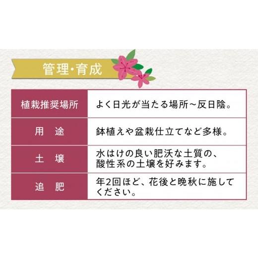 ふるさと納税 花・苗木 盆栽 三重県 鈴鹿市 特産品の サツキツツジ大盃 4本セット_4