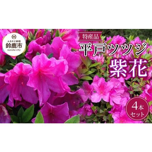 ふるさと納税 花・苗木 盆栽 三重県 鈴鹿市 特産品 ヒラトツツジ紫花 4本セット_1