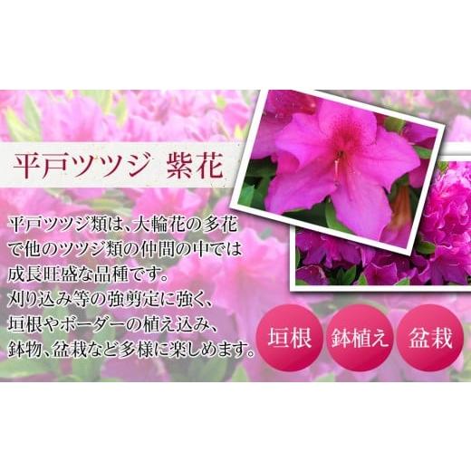 ふるさと納税 花・苗木 盆栽 三重県 鈴鹿市 特産品 ヒラトツツジ紫花 4本セット_2
