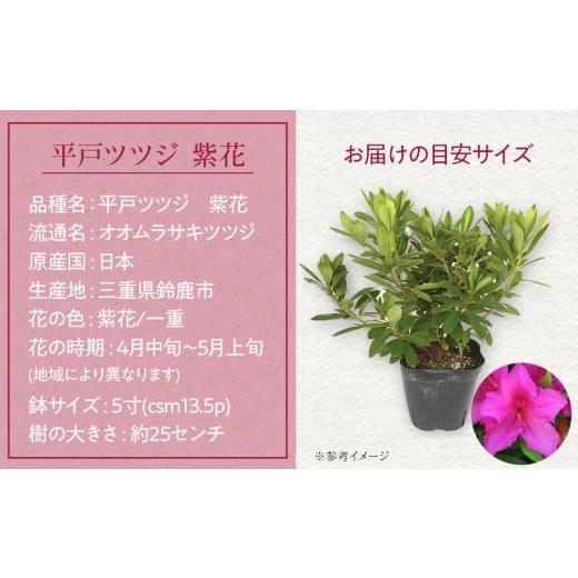 ふるさと納税 花・苗木 盆栽 三重県 鈴鹿市 特産品 ヒラトツツジ紫花 4本セット_3