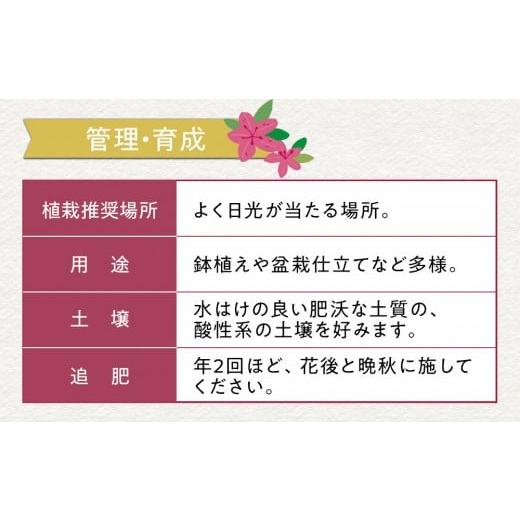ふるさと納税 花・苗木 盆栽 三重県 鈴鹿市 特産品 ヒラトツツジ紫花 4本セット_4