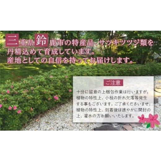 ふるさと納税 花・苗木 盆栽 三重県 鈴鹿市 特産品 ヒラトツツジ紫花 4本セット_5