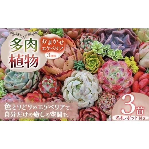 ふるさと納税 花・苗木 栃木県 下野市 多肉植物 名札付 おまかせ エケベリア 3苗(ポット付)| 選べる容量 多肉 植物 国産苗 抜き苗 初心者向け 育てやすい 観…