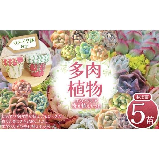 ふるさと納税 花・苗木 栃木県 下野市 多肉植物 エケベリア リメイク鉢 (グリーンネックレス)付き 寄せ植え セット 2号鉢 | 選べる容量 5苗 2号鉢 7苗 2.5鉢 …