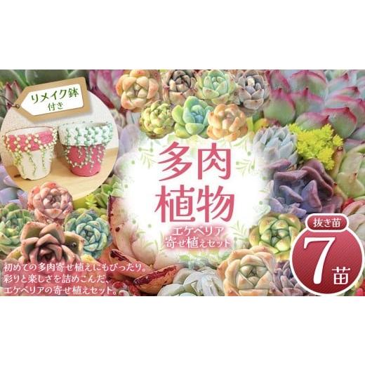 ふるさと納税 花・苗木 栃木県 下野市 多肉植物 エケベリア リメイク鉢 (グリーンネックレス)付き 寄せ植え セット 2.5号鉢 | 選べる容量 5苗 2号鉢 7苗 2.5鉢…