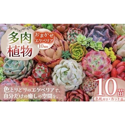 ふるさと納税 花・苗木 栃木県 下野市 多肉植物 おまかせ エケベリア 10苗(抜き苗)| 選べる容量 多肉 植物 国産苗 抜き苗 初心者向け 育てやすい 観葉植物 …