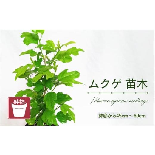 ふるさと納税 雑貨・日用品 苗木 福井県 美浜町 先行予約 ムクゲ苗木 (鉢物) 鉢底から45cm〜60cm 2026年5月上旬以降順次発送予定 むくげ お花 花 はな フラワ…