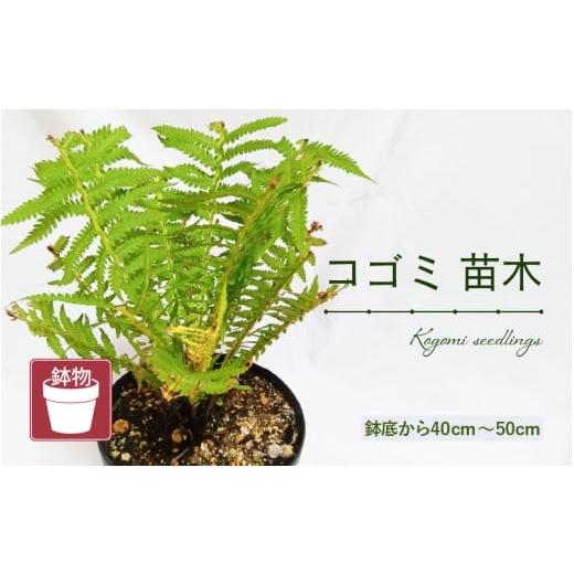 ふるさと納税 雑貨・日用品 苗木 福井県 美浜町 先行予約 コゴミ苗木 (鉢物) 鉢底から40cm〜50cm 2026年10月上旬以降順次発送予定 こごみ お花 花 はな フラ…