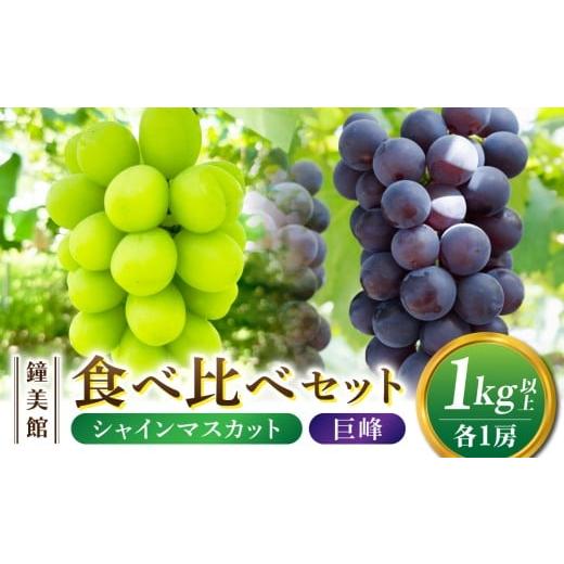 ふるさと納税 ぶどう マスカット 長野県 東御市 鐘美館 標高750mで育ったシャインマスカット×種なし巨峰食べ比べセット 1kg以上 2025年9月中旬以降順次発送