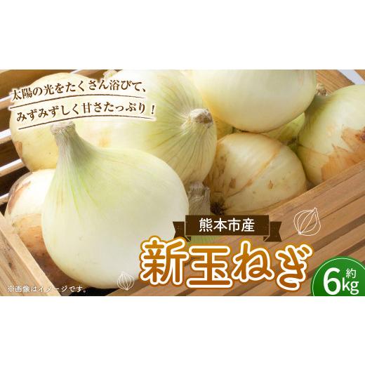 ふるさと納税 野菜類 玉ねぎ 熊本県 熊本市 数量限定 新玉ねぎ 約 6kg