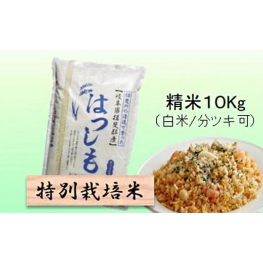 ふるさと納税 米 岐阜県 池田町 令和7年産 特別栽培米 10kg 白米、7分ツキ (ハツシモ)7分ツキ   7分ツキ