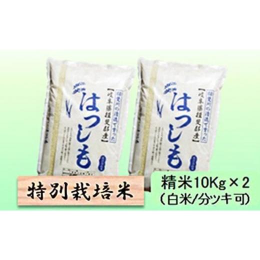 ふるさと納税 米 岐阜県 池田町 令和7年産 特別栽培米 20kg 白米、7分ツキ (ハツシモ)7分ツキ   7分ツキ