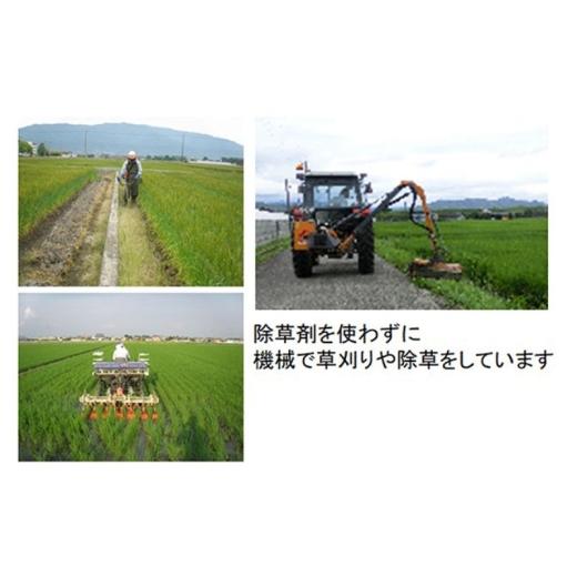 ふるさと納税 米 ミルキークイーン 岐阜県 池田町 定期便4カ月 令和7年産 特別栽培米5kg 白米 (ミルキークイーン) 米 お米 白米 コメ ご飯 定期 岐阜県 池田町…の画像