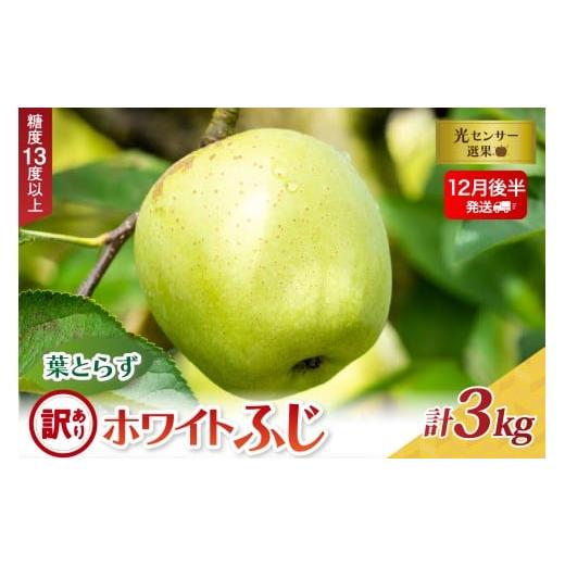 ふるさと納税 りんご 青森県 五所川原市 2025年12月後半発送 訳あり 葉とらずホワイトふじ3kg 12月後半発送(16日〜末日)
