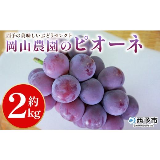 ふるさと納税 果物類 ぶどう 愛媛県 西予市 西予の美味しいぶどう セレクトセット/ピオーネ 約2kg(岡山農園) 果物 くだもの フルーツ ぶどう 葡萄 ブドウ …