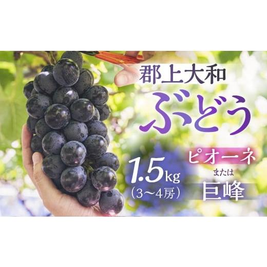 ふるさと納税 ぶどう 岐阜県 郡上市 郡上大和のぶどう 先行予約 令和8年産 9月上旬〜10月下旬発送 ブドウ ぶどう ピオーネ 巨峰 品種お任せ/ 食品 フルーツ …
