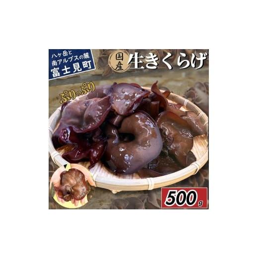 ふるさと納税 野菜類 長野県 富士見町 2026年先行予約 肉厚 ぷりぷりコリコリ 生きくらげ 500g 八ヶ岳山麓育ち 国産 安心安全 農薬不使用 ハウス栽培 食物繊…